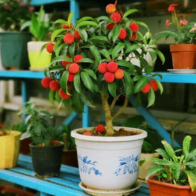 Mixrug Dwarf Lychee plants tolerate dry, rocky soils for easy care