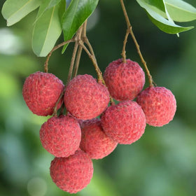 Mixrug Dwarf Lychee flowers attract pollinators, supporting a thriving garden ecosystem