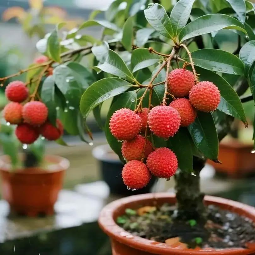 Mixrug Dwarf Lychee tree bearing sweet, home-grown fruit for gardens