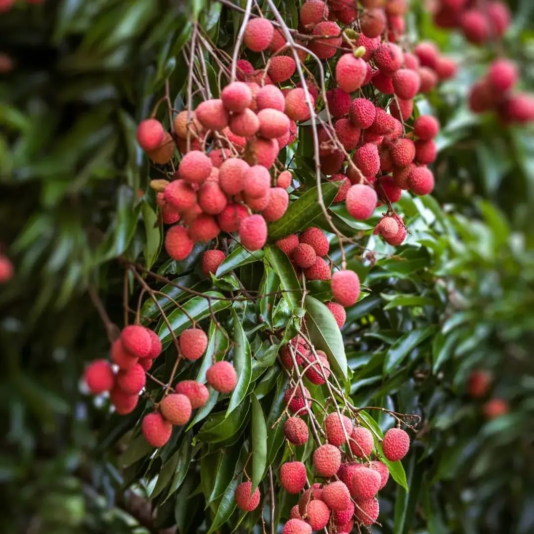 Mixrug Dwarf Lychee harvests delicious, home-grown fruit with careful nurturing