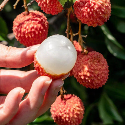Mixrug Dwarf Lychee seeds packaging ready for planting in home gardens