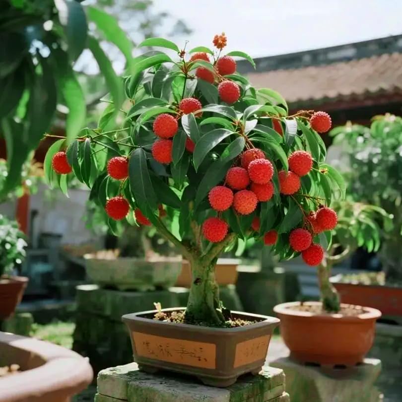 Mixrug Dwarf Lychee seeds for easy sowing in pots or garden beds