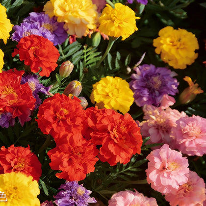 Mixrug Dwarf Marigold seeds pack ready for sowing in borders or containers.
