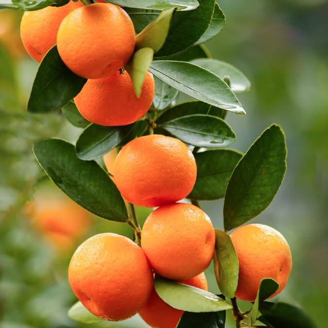 Mixrug Dwarf Orange Seeds outdoor planting ready for garden beds.