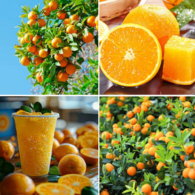 Mixrug Dwarf Orange Seeds for easy sowing in pots or garden beds.