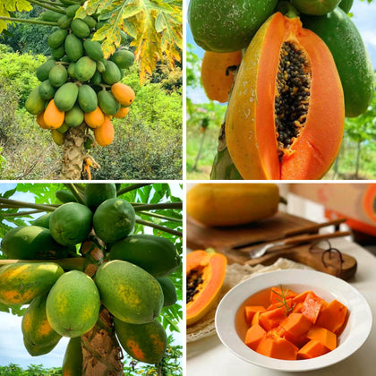 Mixrug dwarf papaya seeds for outdoor planting in a sunny home garden with fruit potential.