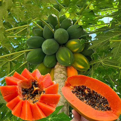 Mixrug dwarf papaya seeds packet for compact home gardens
