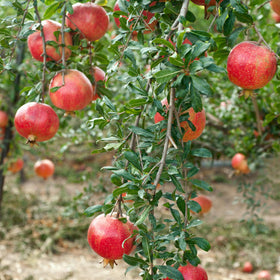 Mixrug Dwarf Pomegranate planting in garden—easy to establish in zones 8 to 10.