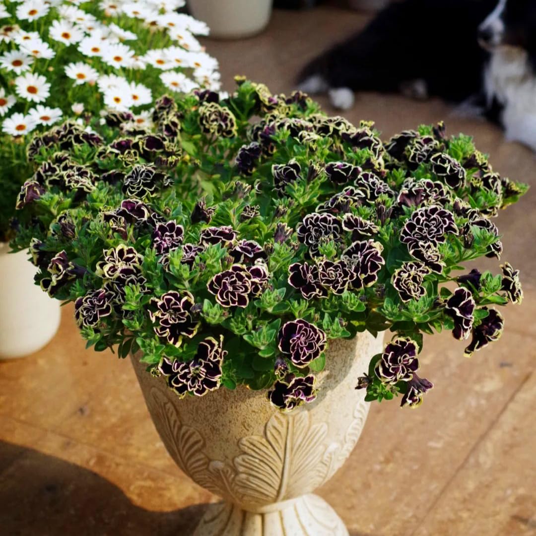Mixrug Dwarf Wave Black Petunia seeds for border planting