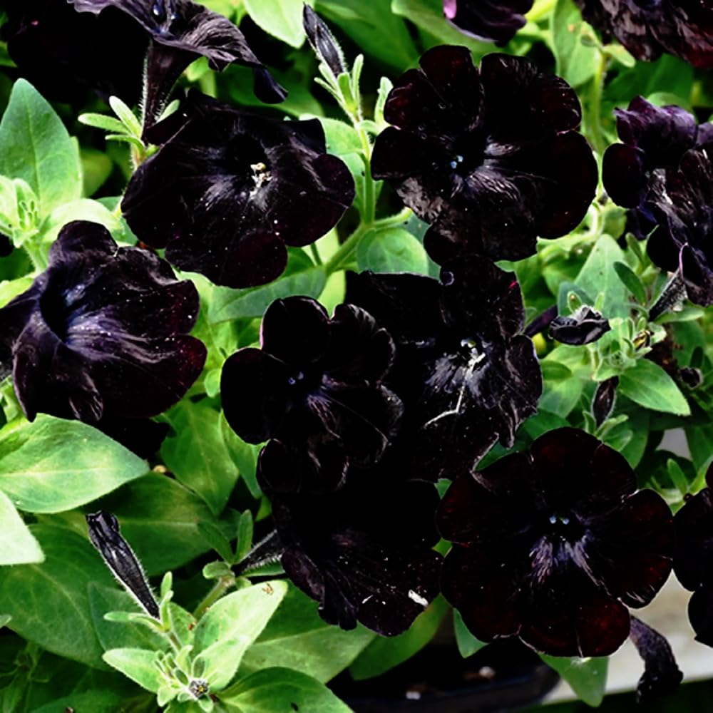 Mixrug dwarf wave petunia blooms brighten sun and shaded spaces.