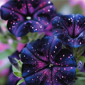 Mixrug dwarf wave petunia seeds shown for compact container and border planting