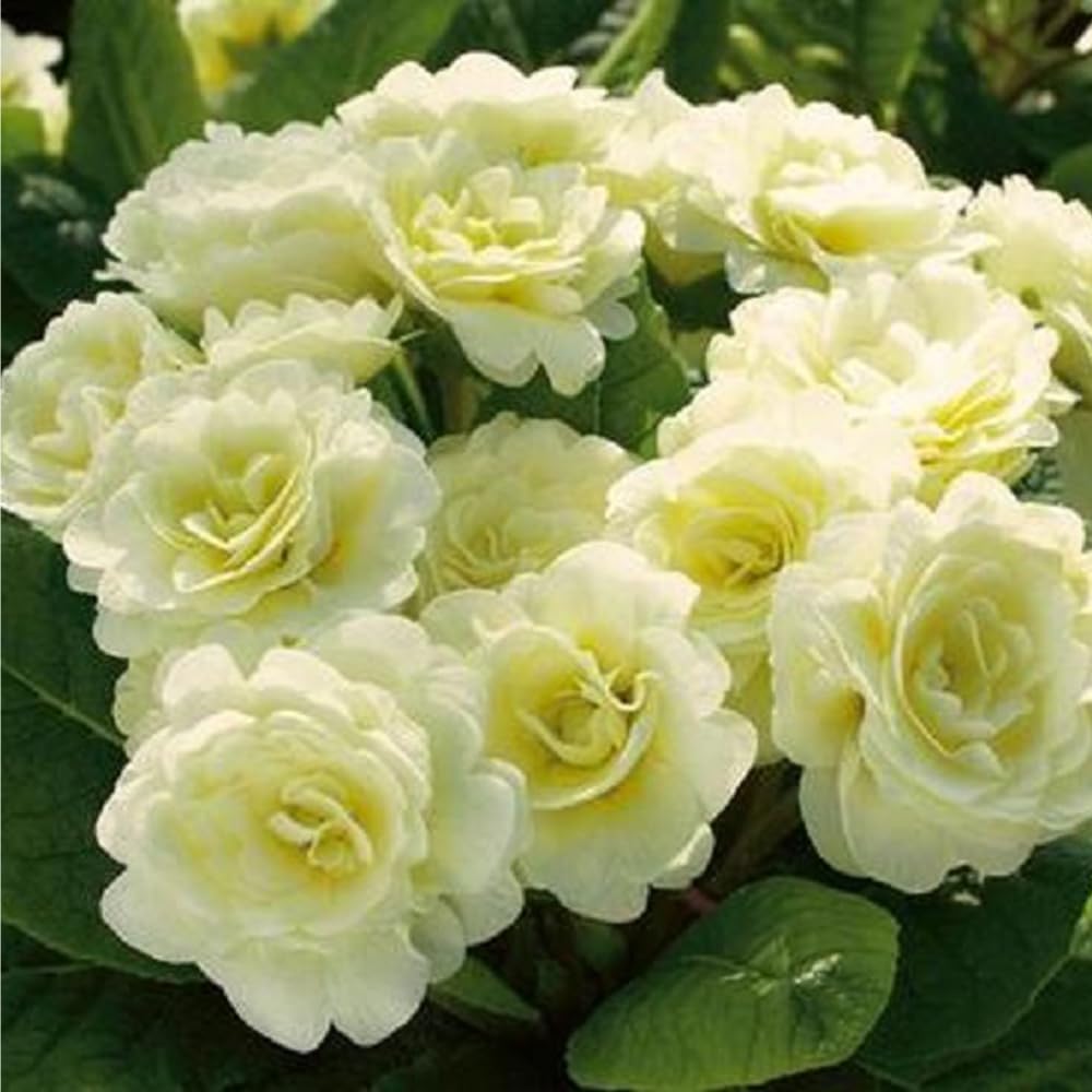 Mixrug early blooming primroses in a container garden for seasonal color