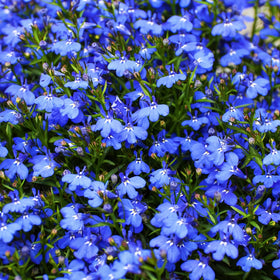 Mixrug easy-care lobelia seeds require minimal watering