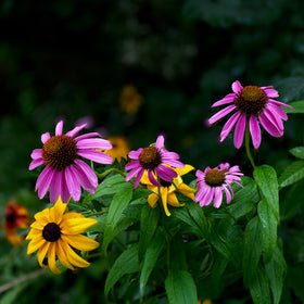 Mixrug echinacea planting in outdoor borders enhances curb appeal.