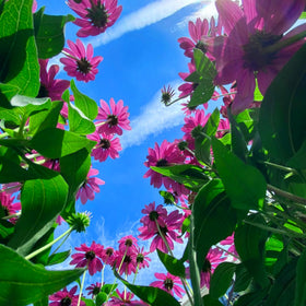 Mixrug Echinacea blooms attracting bees and butterflies