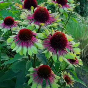 Mixrug Echinacea close-up showing bright petals and sturdy stems