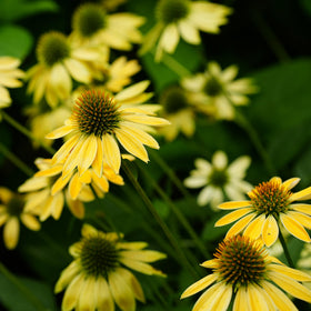 Mixrug Echinacea cut flowers ready for arrangements