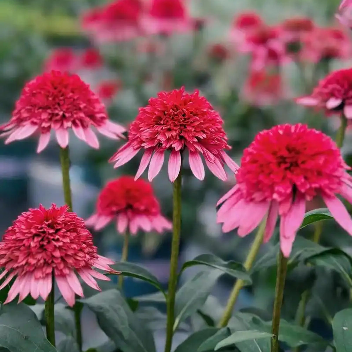 Mixrug Echinacea seeds sprouting in a prepared garden bed
