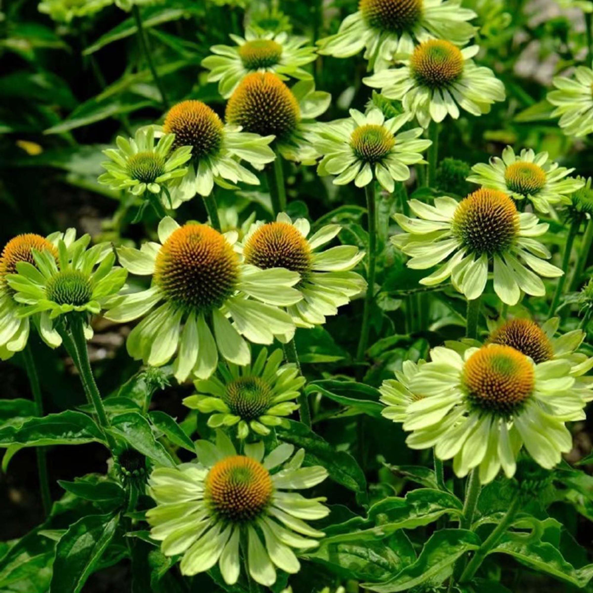 Mixrug Echinacea seed package ready to sow