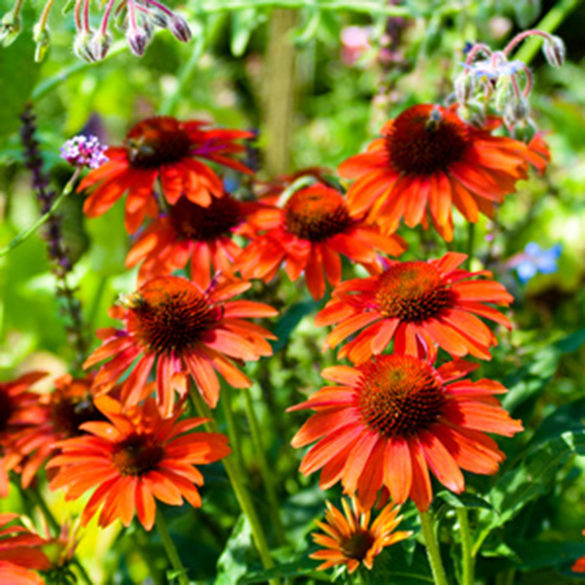 Mixrug Echinacea thriving in a patio container