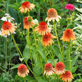 Mixrug Echinacea plants thriving in a sunlit border