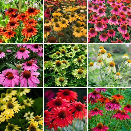 Mixrug echinacea seeds pack for vibrant garden color and easy planting.