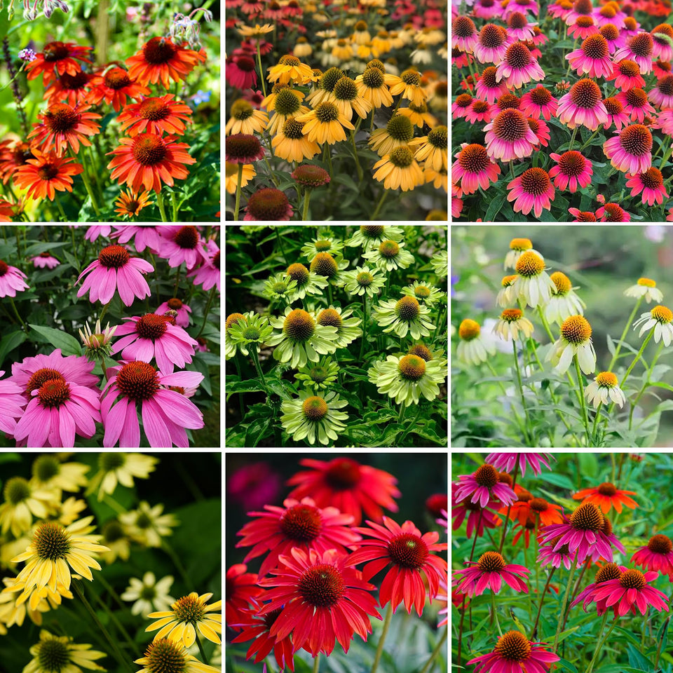 Mixrug echinacea seeds pack for vibrant garden color and easy planting.