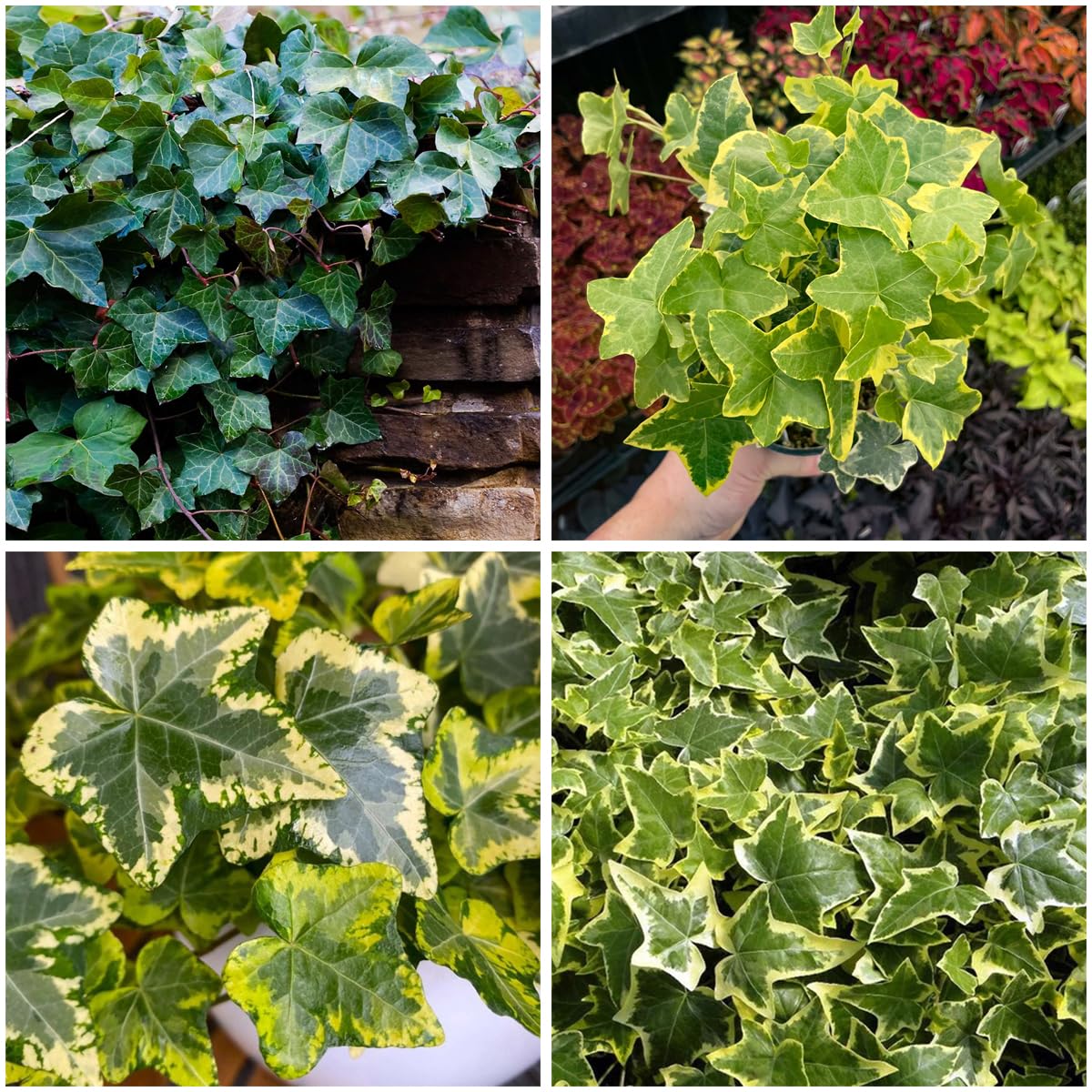 Mixrug English Ivy seeds pack for ample ground and wall coverage