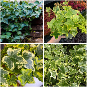 Mixrug English Ivy seeds pack for ample ground and wall coverage