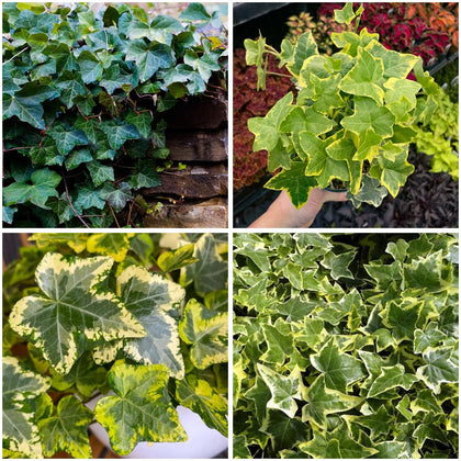 Mixrug English Ivy seeds pack for ample ground and wall coverage