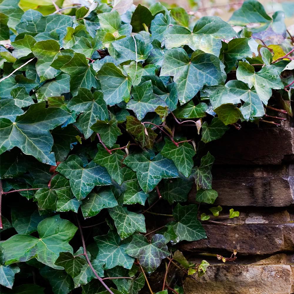 Mixrug erosion-control ivy seeds with a strong root system for soil stability