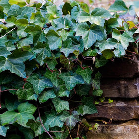 Mixrug erosion-control ivy seeds with a strong root system for soil stability