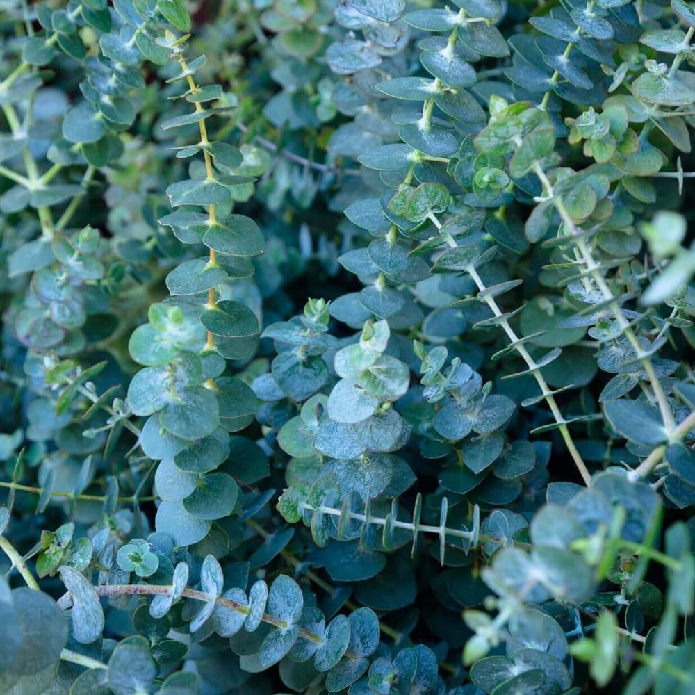 Mixrug eucalyptus seedling emerging in pot signaling rapid growth potential