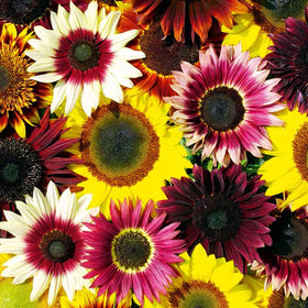 Mixrug Large 8-inch flower heads attract attention from midsummer through fall