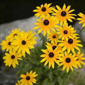 Mixrug fragrant blooms attract bees and butterflies.