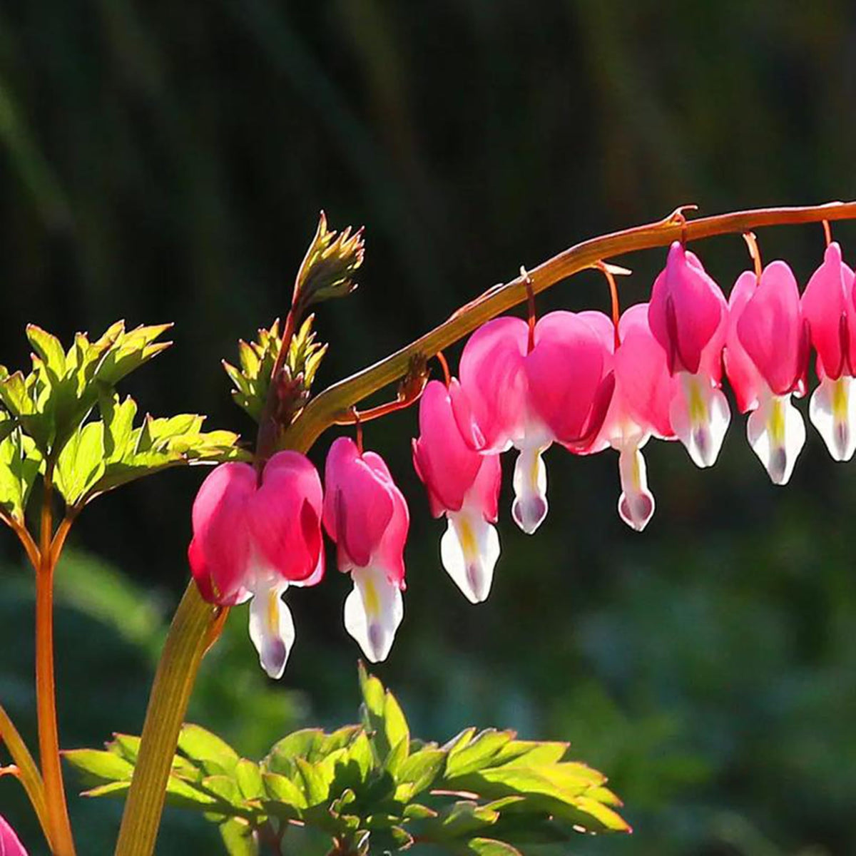 Mixrug fragrant bloom seeds for vibrant shaded beds.