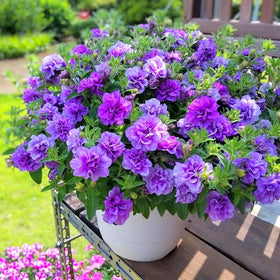 Mixrug Fragrant blooms attract butterflies and bees