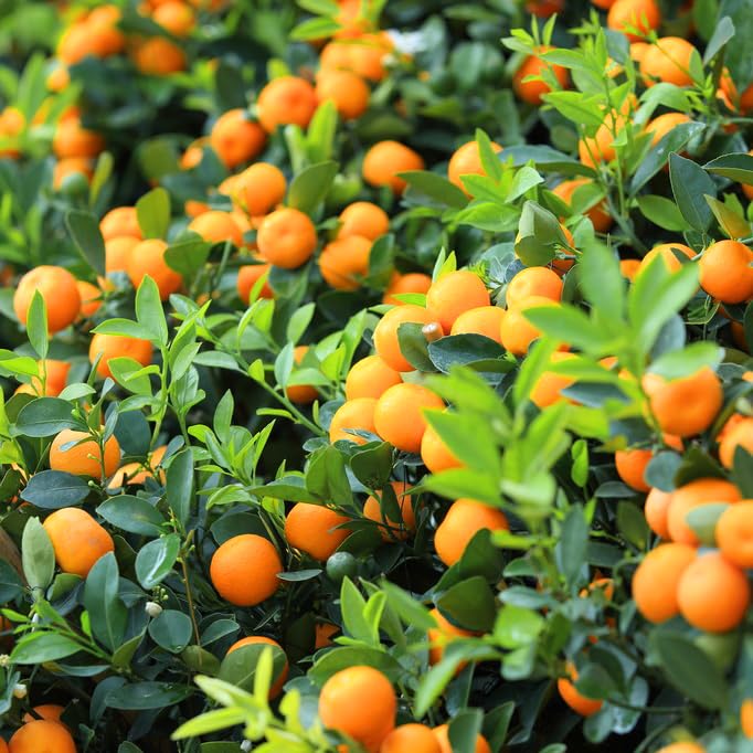 Mixrug Fragrant flowers bloom from Dwarf Orange plant seeds.
