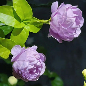 Fragrant Mixrug jasmine blooms on trellis inviting pollinators and sensory garden moments