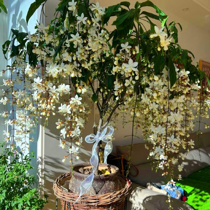 Mixrug fragrant jasmine blooms attract bees, enhancing pollinator-friendly borders.
