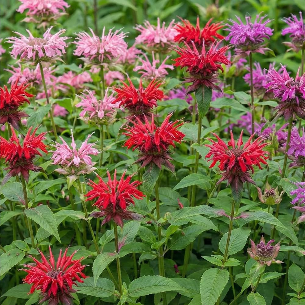 Mixrug fragrant Monarda leaves enhance herb corners and teas.