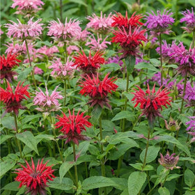Mixrug fragrant Monarda leaves enhance herb corners and teas.