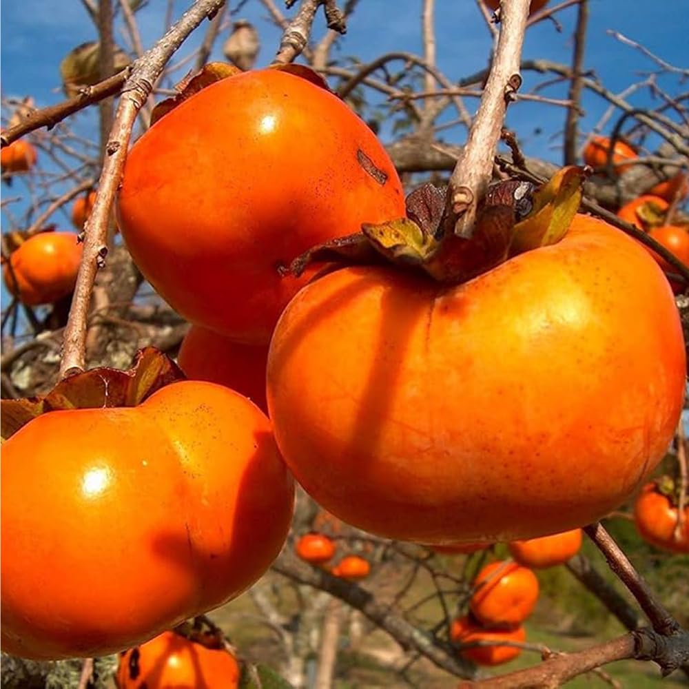 Close-up of Mixrug Fuyu persimmon seeds, showing germination-ready quality