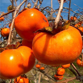 Close-up of Mixrug Fuyu persimmon seeds, showing germination-ready quality