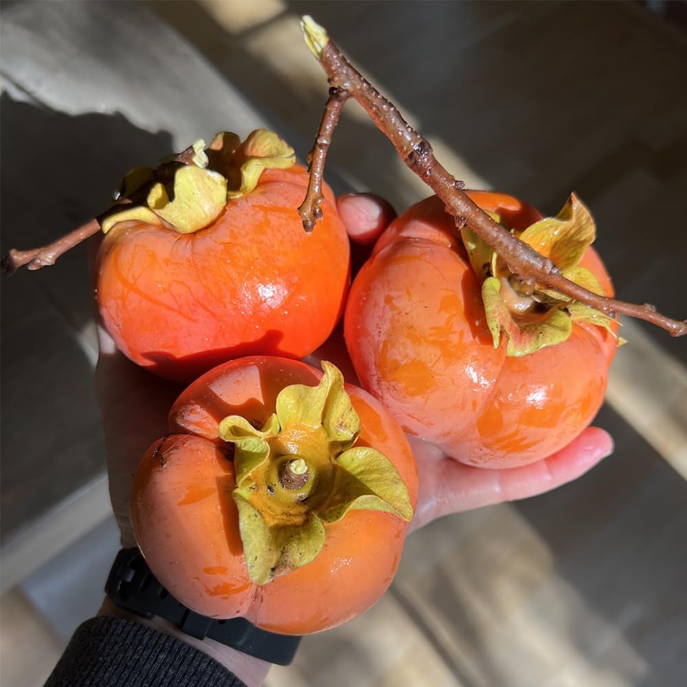 Mixrug Fuyu persimmon seeds ready for cold stratification to boost sprouting