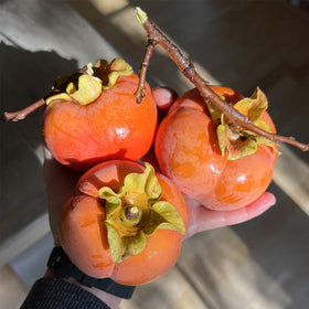 Mixrug Fuyu persimmon seeds ready for cold stratification to boost sprouting