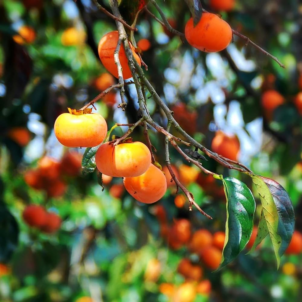 Mixrug Fuyu persimmon seeds display autumn foliage on a developing tree