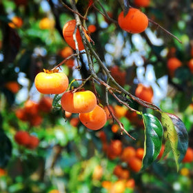 Mixrug Fuyu persimmon seeds display autumn foliage on a developing tree
