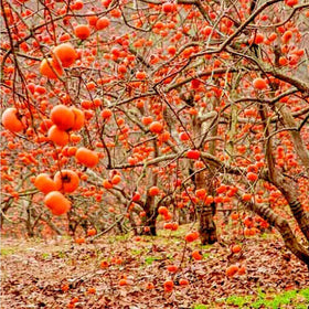 Mixrug Fuyu persimmon fruits on the tree, indicating late-season harvest potential