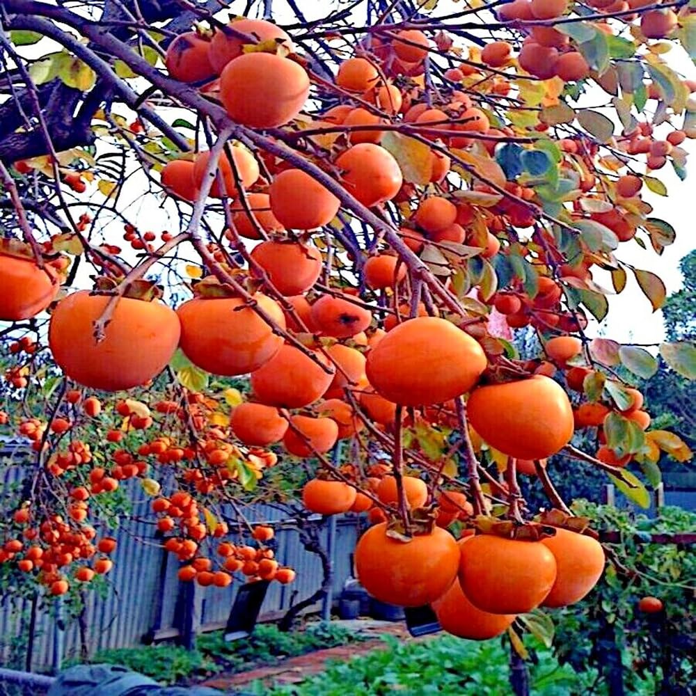 Mixrug Fuyu persimmon seeds pack, ideal for starting a home orchard